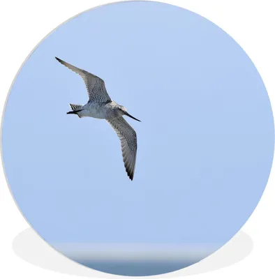 Produktbild von MuchoWow® Rundes Wandbild - Runde Bilder Rotschnabelschnepfe fliegt über den Strand Ø 30 cm Kreis Wanddekoration Kunststoff - Wandkreis - Wandschmuck - Schlafzimmer - Bilder - Der Kreis - Kunst für die Wohnung - Plastik - Kunstdruck - Wandbild