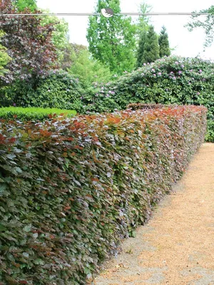 Produktbild von Blutbuche Fagus sylvatica Atropunicea 60-80 cm Wurzelnackt, 175x Heckenpflanze