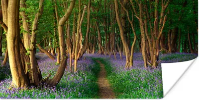 Produktbild von MuchoWow® Poster Wald - Weg - Blumen 120x60 cm - Bild