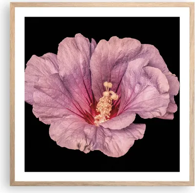 Produktbild von Gerahmtes Poster - Rahmen in heller Eiche - Hibiskus Blume Rosa - 60x60 cm - Wand Bild - Wanddeko - Wandbilder - Kunstposter - Wandposter - Bilderrahmen - Bilder - Kunstdruck - P2NAC60x60-4481