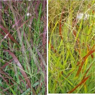Produktbild von Braunrote Rutenhirse  Hänse Herms - Panicum virgatum
