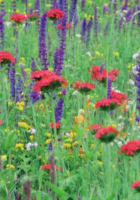 Produktbild von Blütenlust 5 m² | Blumenmischung von Küpper
