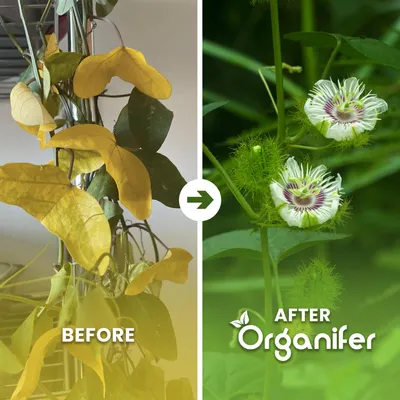 Produktbild von Passionsblumen Flüssigdünger 5x1L – 2-1-8 NPK – Flüssig-Pflanzendünger für Passionsblumen – Organifer