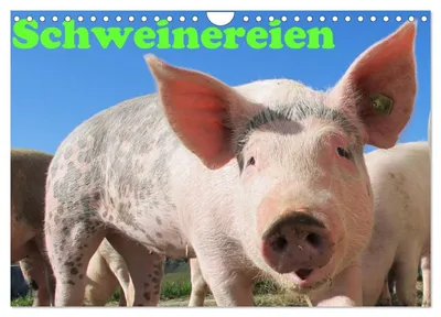 Produktbild von Schweinereien (Wandkalender 2027 DIN A4 quer), CALVENDO Monatskalender