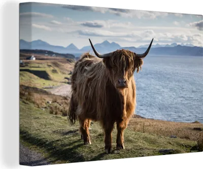 Produktbild von OneMillionCanvasses® - Leinwandbilder - 150x100 cm, Schottische Hochlandrind - Bergen - Meer, Wandbilder Kunstdruck Wanddekoration