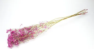 Schleierkraut getrocknet, 50–60 cm, Dunkelrot – Ansicht 17