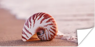 Produktbild von MuchoWow® Poster Muschel - Strand - Meer - Sand 80x40 cm - Wanddeko