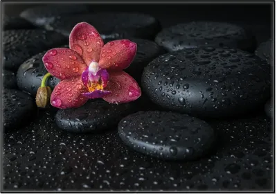 Produktbild von Wallario Wandbild Orchideen-Blüte auf schwarzen Steinen, benetzt mit Wasser-Tropfen, Größe: 70,30 x 100,30 cm, Poster mit schwarzem Aluminiumrahmen