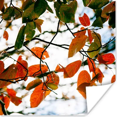 Produktbild von MuchoWow® Poster Herbst - Blätter - Landleben - Jahreszeiten 75x75 cm - Wand Dekoration