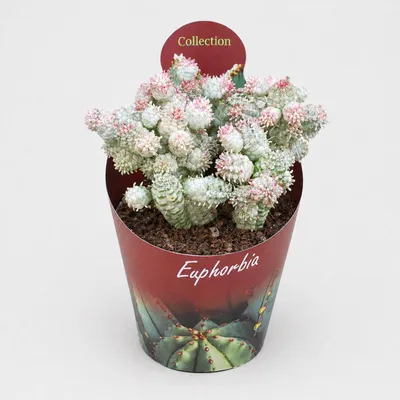 Image de Euphorbia meloformis variegata - Euphorbe panachée - pot de 10,5 cm - Une plante succulente hors du commun