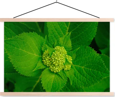 Produktbild von MuchoWow® Textilposter Foto der botanischen Hortensienpflanze 120x80 cm mit holzfarbenen Rahmen - Aufhängeset