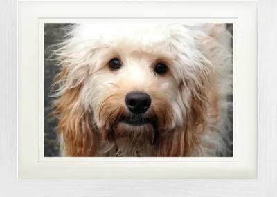 Produktbild von Psi Zarámovaný obraz s elegantním paspartou | Wall Art | V rámu - Sweet Cockapoo (30 x 40 cm)