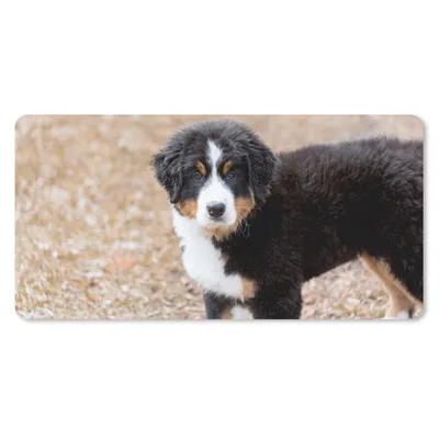 Produktbild von MuchoWow® Schreibtischunterlage Berner Sennenhund Welpe am Morgen 80x40 cm - XXL Mauspad - Gaming Mauspad