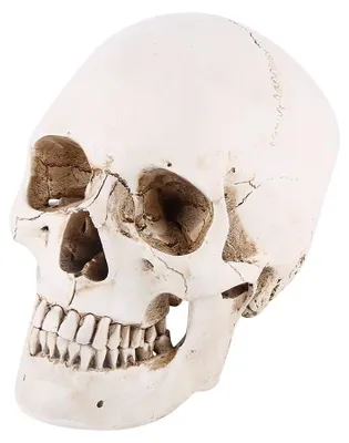 Productafbeelding van Levensgroot Schedelmodel - Anatomisch Model - Witte Hars - Onderwijsmiddel - Decoratie - Afneembare Onderkaak - Menselijke Schedel