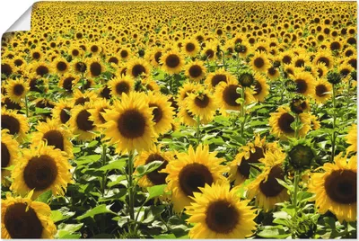 Produktbild von ARTland Poster Sonnenblumenfeld Größe: 90x60 cm