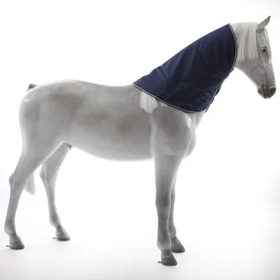 A white horse wearing a navy blue neck cover against a white background.