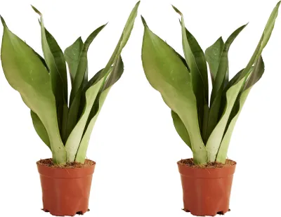 Image de Bloomique - Lot de 2 - Sansevieria Moonshine - Langue de belle-mère - Plantes d'intérieur - Purificateur d'air - Très facile d'entretien - Hauteur 30-40 cm - Pot de 12 cm