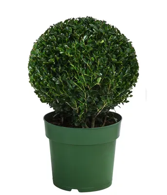 Produktbild von Dehner Japanische Stechpalme, Ilex crenata, Kugel-förmig, immergrün, 15-20 cm exkl. Pflanztopf, 2 l Topf, Gartenpflanze