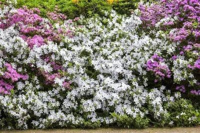 Produktbild von Rhododendron mucronatum, Azalee, weiß, 30–40 cm