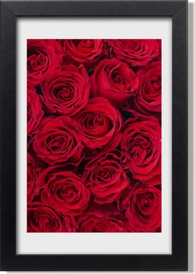 Produktbild von Bild 20x30 MDF-Rahmen, Wandkunst Rote Rose