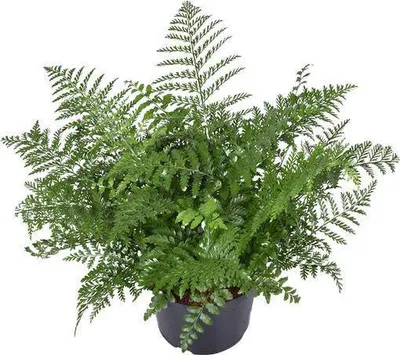 Image de Fougère Asplenium Parvati, plante d'intérieur, Ø23cm, 55cm de haut, facile