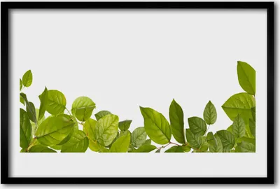 Produktbild von Bild 60x40 MDF-Rahmen Wandkunst Blätter Natur Pflanze
