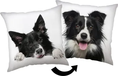 Produktbild von Border Collie Kopfkissen (1 Stück) Premium Dekokissen mit beidseitigem Digitaldruck