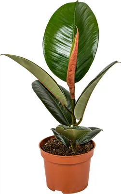 Image de Bloomique - Ficus Elastica Robusta - Caoutchouc - Plante d’intérieur - Dépolluante - Très Facile à Entretenir - Hauteur 30-40 cm - Pot 12 cm