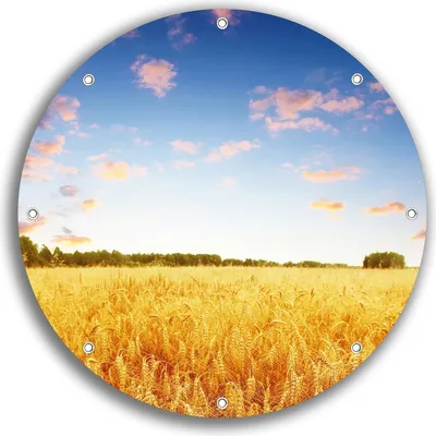 Produktbild von Wallario rundes Outdoor-Poster für Garten oder Balkon, Motiv Weizenfeld unter blauem Himmel, 30 cm Durchmesser