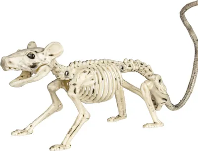 Produktbild von Skelett Ratte als Halloween Dekoration 20cm
