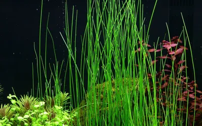Produktbild von Aquariumpflanze Eleocharis montevidensis Tropica Nr.132D Wasserpflanzen Aquarium