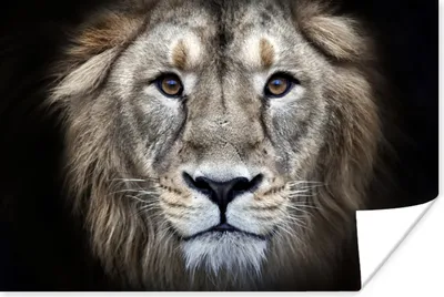 Produktbild von MuchoWow® Poster Löwe - Porträt - Wild 180x120 cm - Fotoplakat