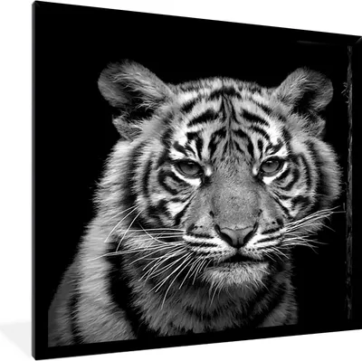 Produktbild von MuchoWow® MuchoWow® Gerahmtes Poster Tiger - Tiere - Schwarz - Weiß 40x40 cm - Poster mit zchwarzem Bilderrahmen - Mit Rahmen - Wanddekoration Schlafzimmer