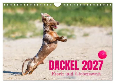 Produktbild von DACKEL 2027 Frech und Liebenwert (Wandkalender 2027 DIN A4 quer), CALVENDO Monatskalender