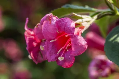 Produktbild von Weigela 'Newport Red', Weigelie, leuchtend rot, 40–60 cm