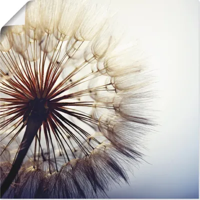Produktbild von ARTland Poster Große Pusteblume Größe: 30x30 cm