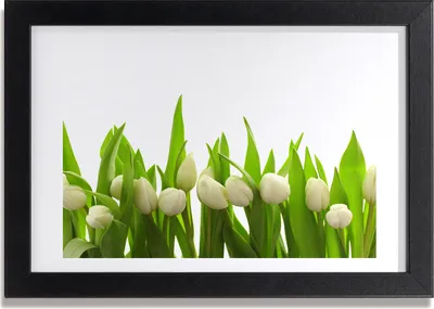 Produktbild von Bild 30x20 MDF-Rahmen, Wandkunst weiße Tulpen