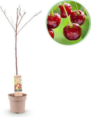 Produktbild von Green boutiQ - Obstbaum - Prunus avium Regina - Kirschbaum - Winterhart - Dunkelrote Beere - 1 Pflanze - Topf 21cm - Höhe 90cm