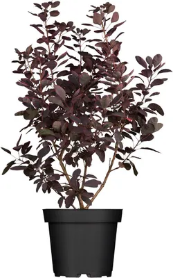 Produktbild von Cotinus coggygria 'Royal Purple', Perückenstrauch, purpurrot, 40–60 cm