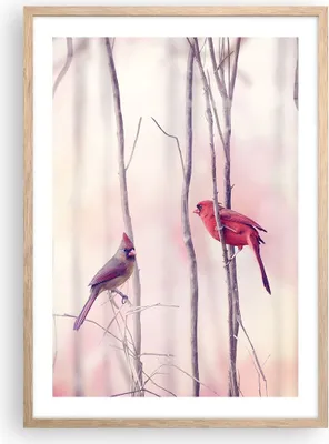 Produktbild von Gerahmtes Poster - Rahmen in heller Eiche - Vögel Kardinal Scharlachrot - 50x70 cm - Wand Bild - Wanddeko - Wandbilder - Wandposter - Bilderrahmen - Bilder - Kunstdruck - Wandbild - P2NPA50x70-4256