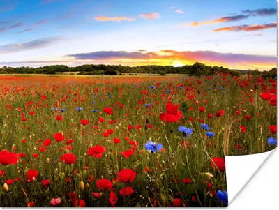 Produktbild von MuchoWow® Poster Blumen - Sonnenuntergang - Farben 120x90 cm - Wandbild