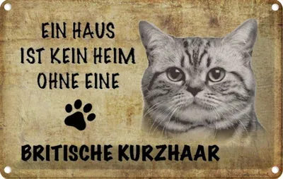 Produktbild von vianmo Blechschild 20x30 cm Britische Kurzhaar Katze Tier Haustier