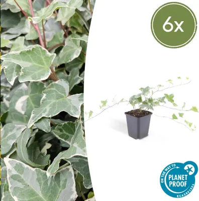 Zdjęcie produktu dla Trendyplants - Hedera helix 'Glacier' - 6 sztuk - Różnobarwny bluszcz - Odporny - Wysokość 20-30 cm - Rozmiar doniczki Ø9 cm