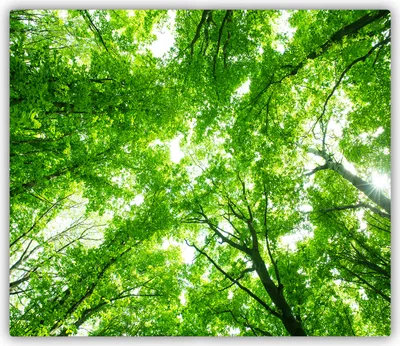 Produktbild von Tulup Glas Herdabdeckplatte Glaskeramikkochfeld-Abdeckung Spritzschutz Glasabdeckplatte Kochplattenabdeckung und Schneidebrett - Einteilig - 60x52 cm Grüner Wald
