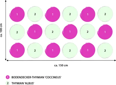 Produktbild von Dehner Bio Stauden-Set Duftender Thymian, 18 Bodendecker Pflanzen für sonnige Standorte, mehrjährig, je 3-20 cm exkl. Pflanztopf, Ø Topf je 9 cm, pink / weiß
