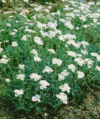 Produktbild von Achillea ageratifolia, Silber-Garbe, weiß, ca. 9x9 cm Topf