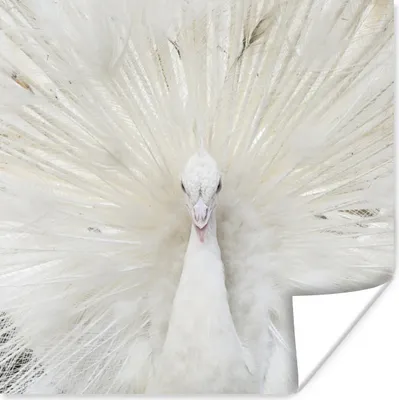 Produktbild von MuchoWow® Poster Pfau - Federn - Weiß 30x30 cm - Wandposter - Printing