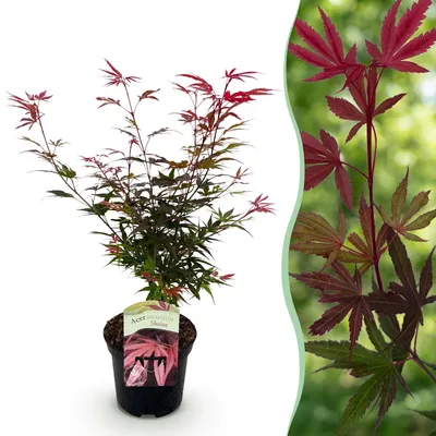 Image de Green boutiQ - Plante de terrasse - Érable japonais - Acer palmatum Shaina - Rouge - 1 plante - À feuilles caduques - Pot de 19 cm, hauteur 70 cm