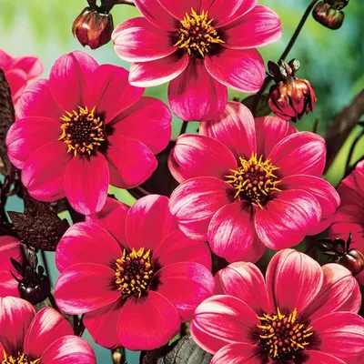 Obrázok produktu pre Tmavozelená dahlia Roxy 1 kus Sadenice dahlia Sadenice dahlia Veľké hľuzy