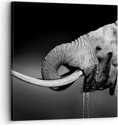 Produktbild von Bild auf Leinwand - Leinwandbild - Elefant Stoßzahn Natur - 30x30cm - Wand Bild - Wanddeko - Leinwanddruck - Bilder - Kunstdruck - Wanddekoration - Leinwand bilder - Wandkunst - AC30x30-3443